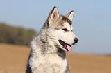 ALASKAN MALAMUTE 218